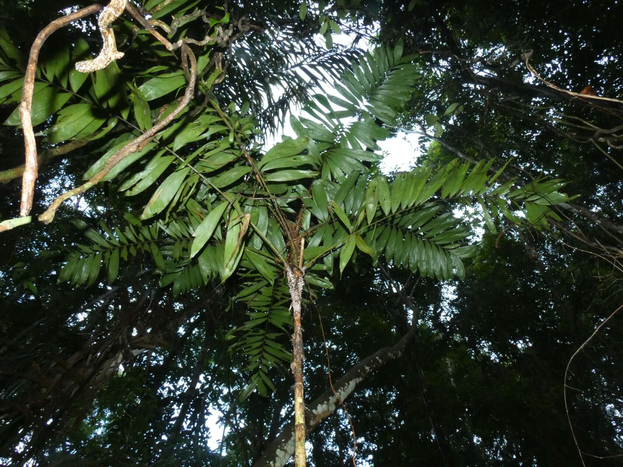 Image of Bactris maraja Mart.