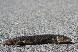 Image of Tiliqua rugosa aspera Gray 1845