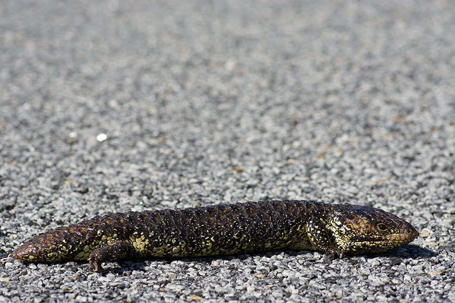 Image of Tiliqua rugosa aspera Gray 1845