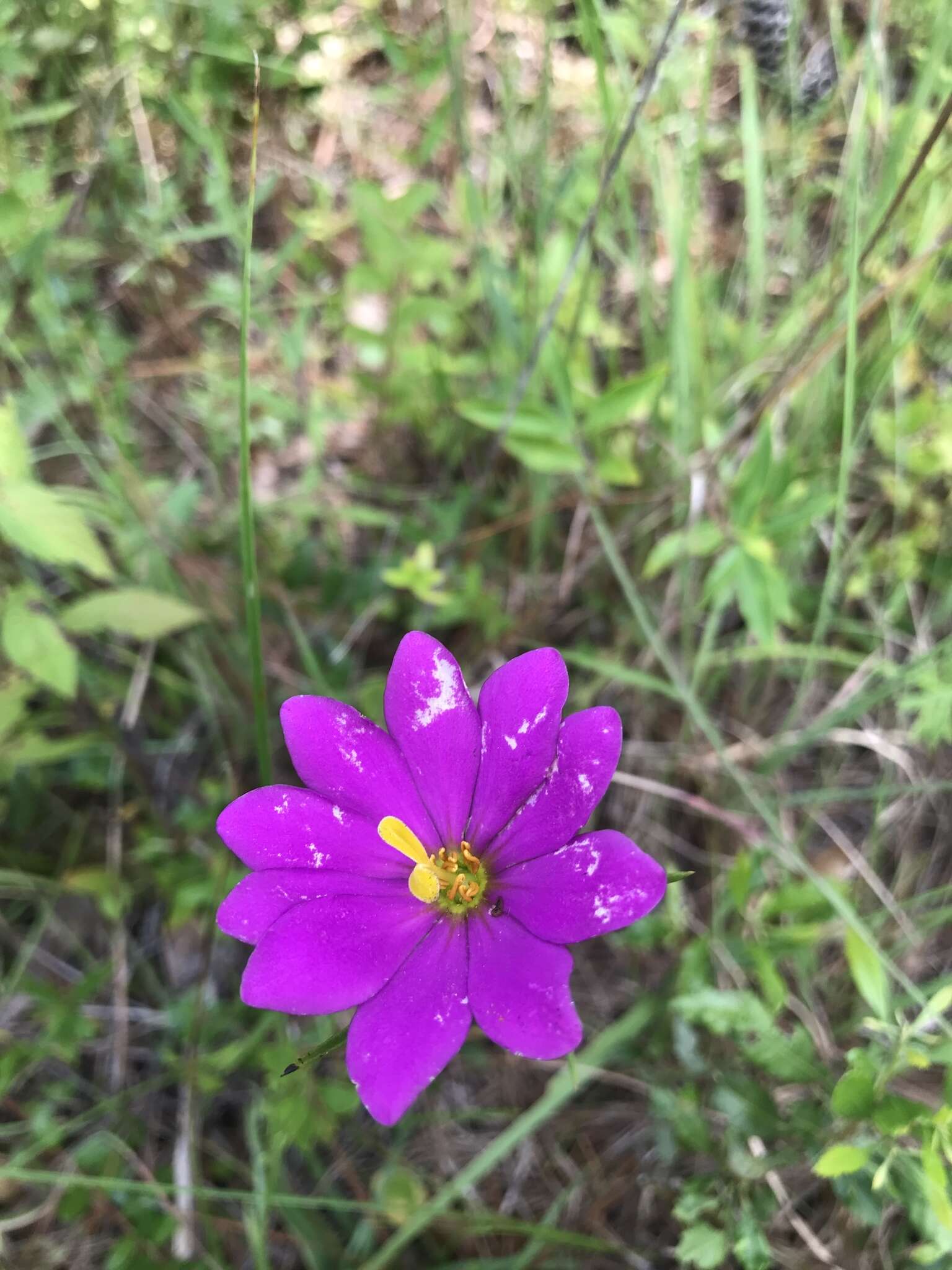 Image of Pinewoods Rose-Gentian