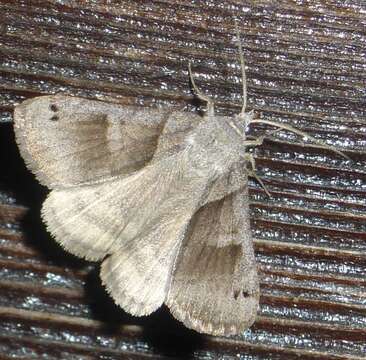 Image of Clover Looper, Range Grass-moth