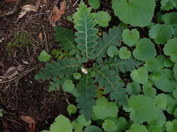 Imagem de Asplenium aureum Cav.