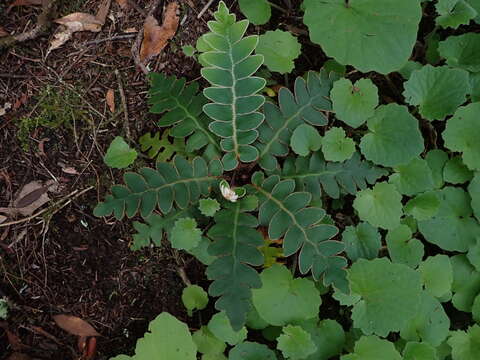 Image of Asplenium aureum Cav.