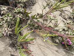 Imagem de Heliophila linearis var. reticulata (Eckl. & Zeyh.) Marais