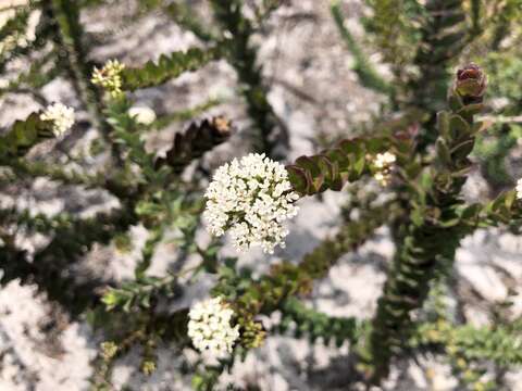 Image of Platysace lanceolata (Labill.) Druce