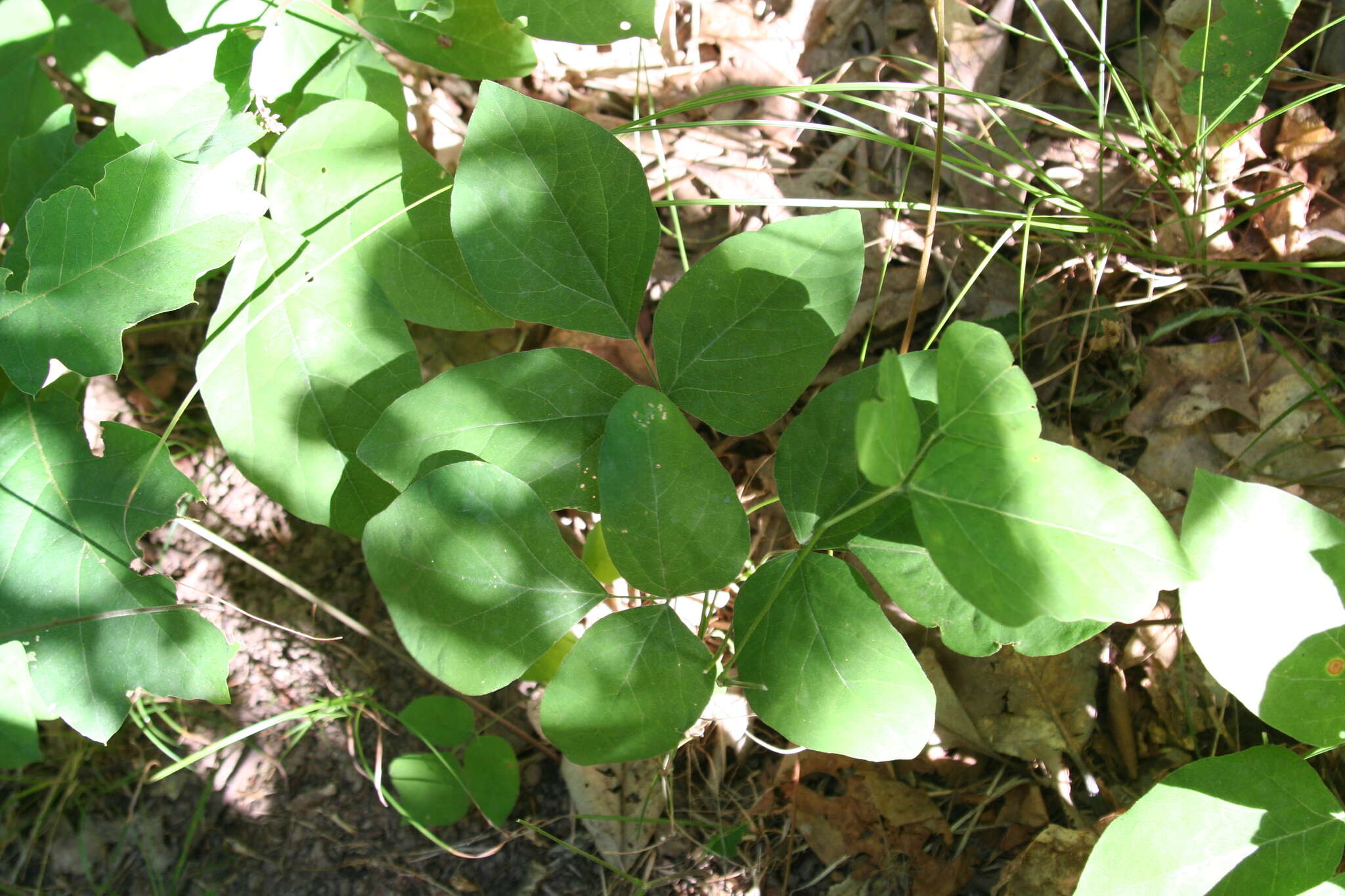 Image of <i>Hylodesmum nudiflorum</i>