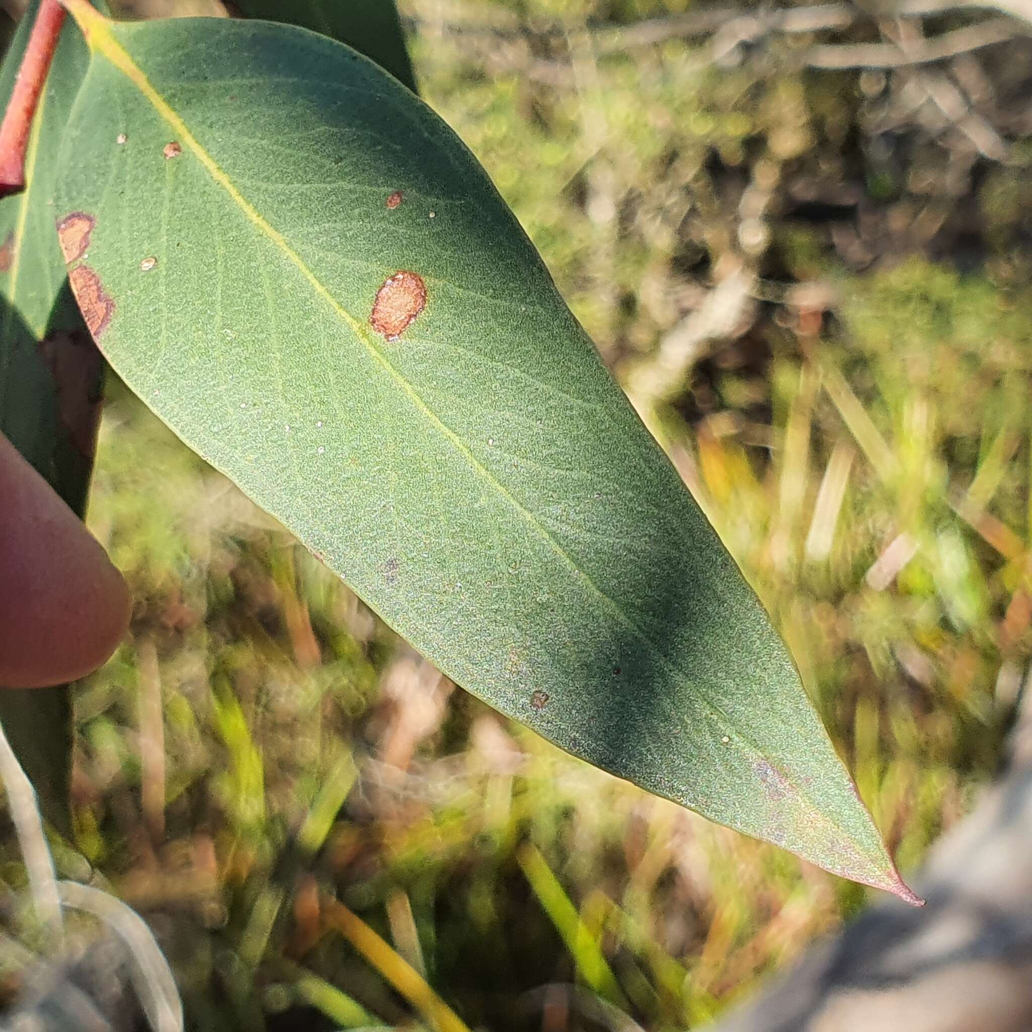 صورة Eucalyptus obstans L. A. S. Johnson & K. D. Hill