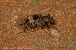 Image of Plum Curculio