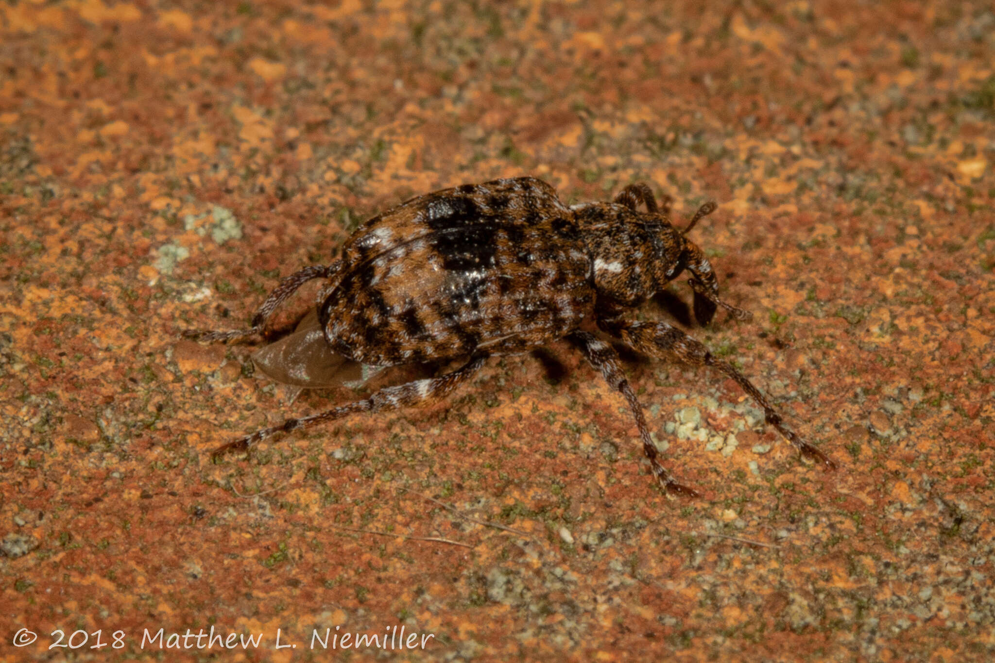 Image of Plum Curculio