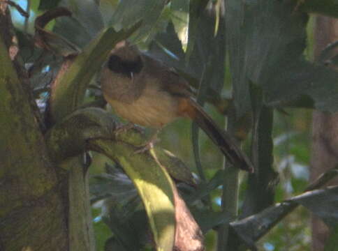 Image of Masked Laughingthrush