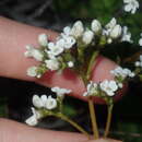 Image of Logania litoralis B. J. Conn