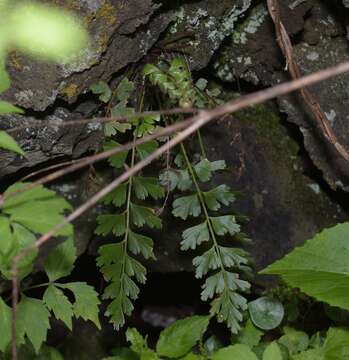 Imagem de Asplenium praemorsum Sw.