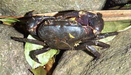 Image of Cape River Crab