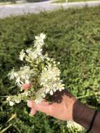 Plancia ëd Filipendula vulgaris Moench