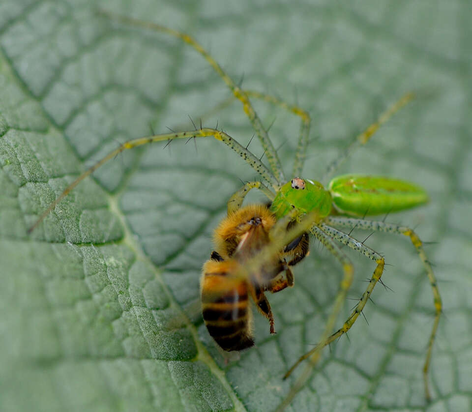 Imagem de Peucetia