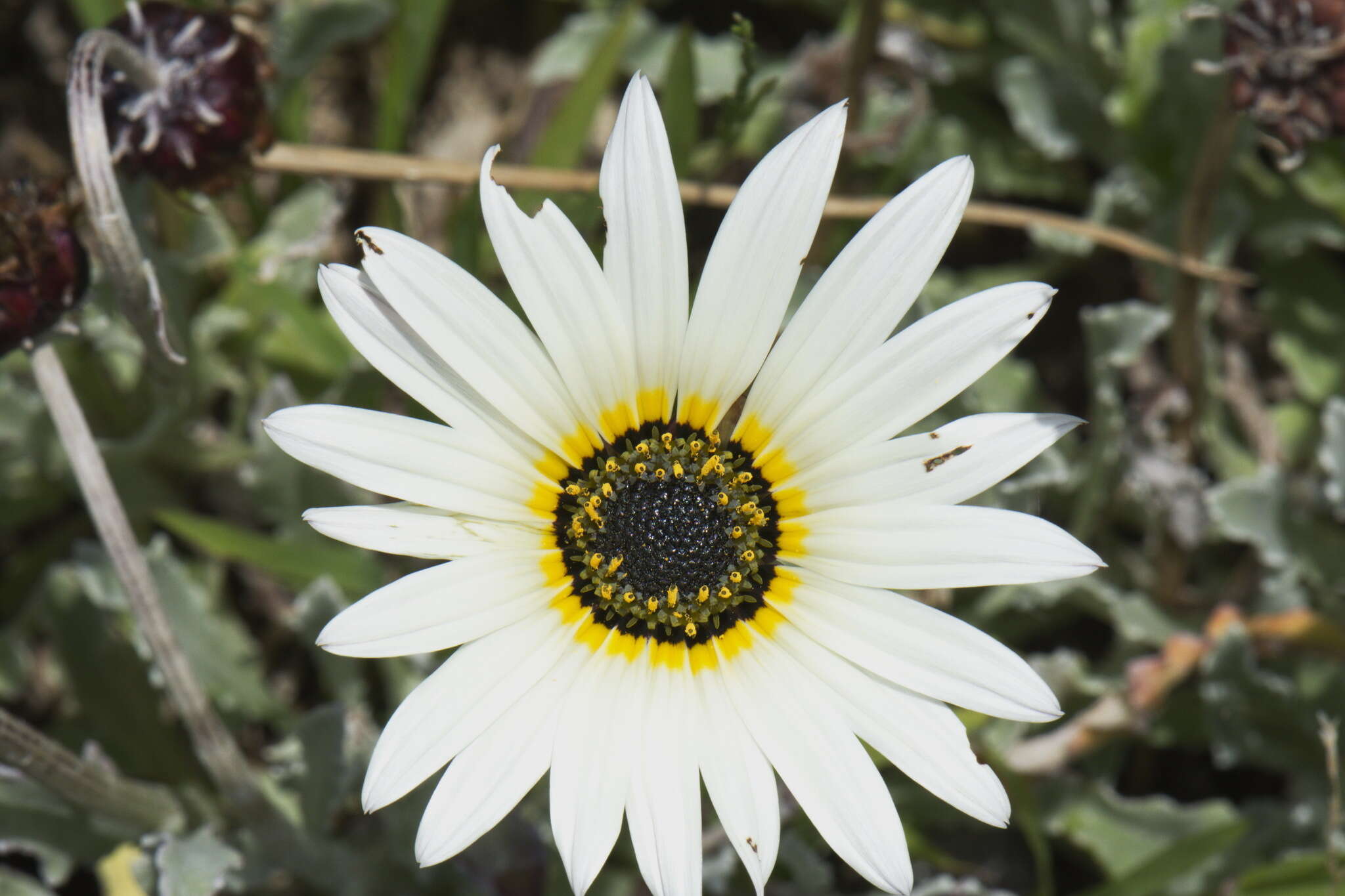 Image of African daisy