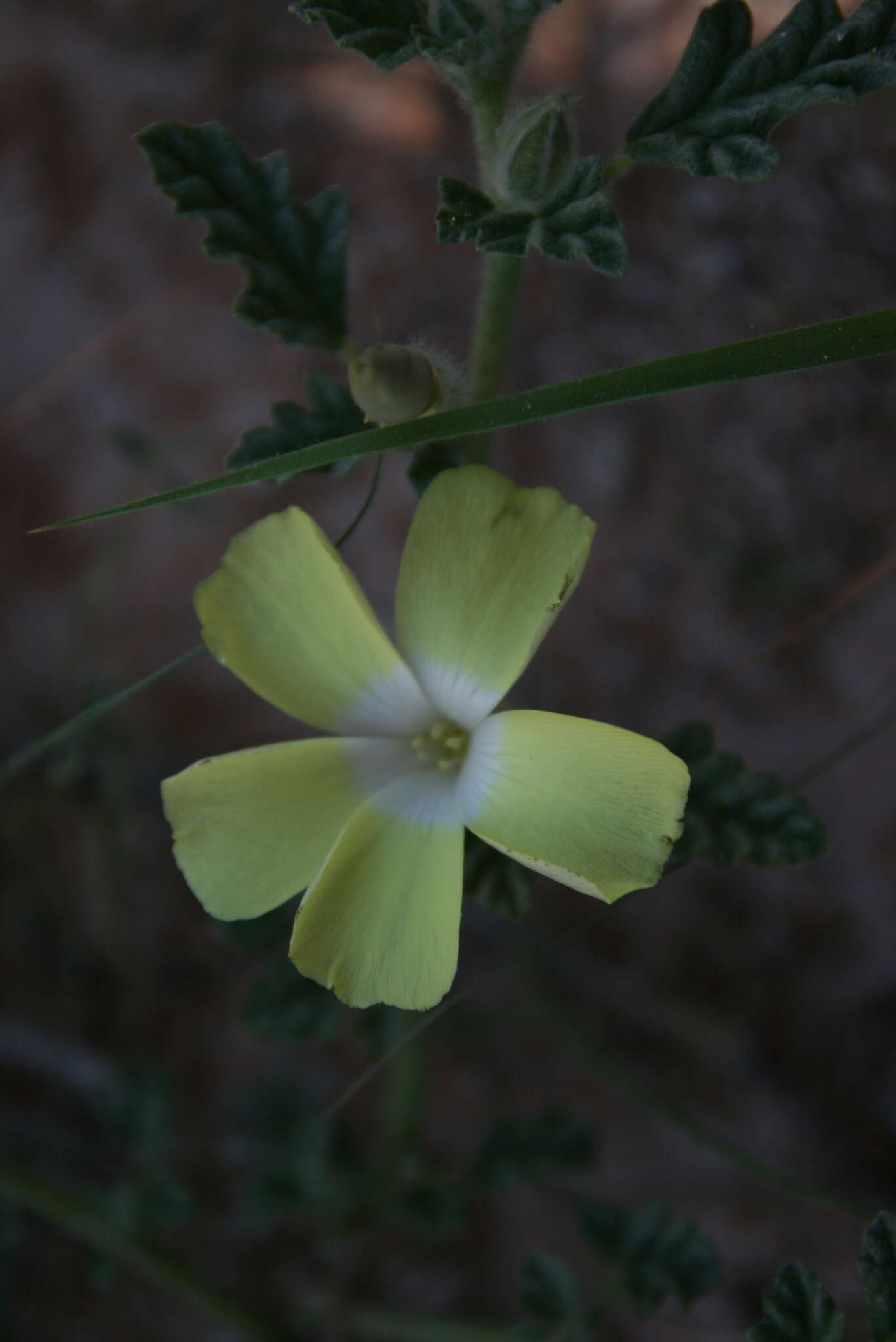 Image de Neuradopsis austroafricana (Schinz) Brem. & Oberm.