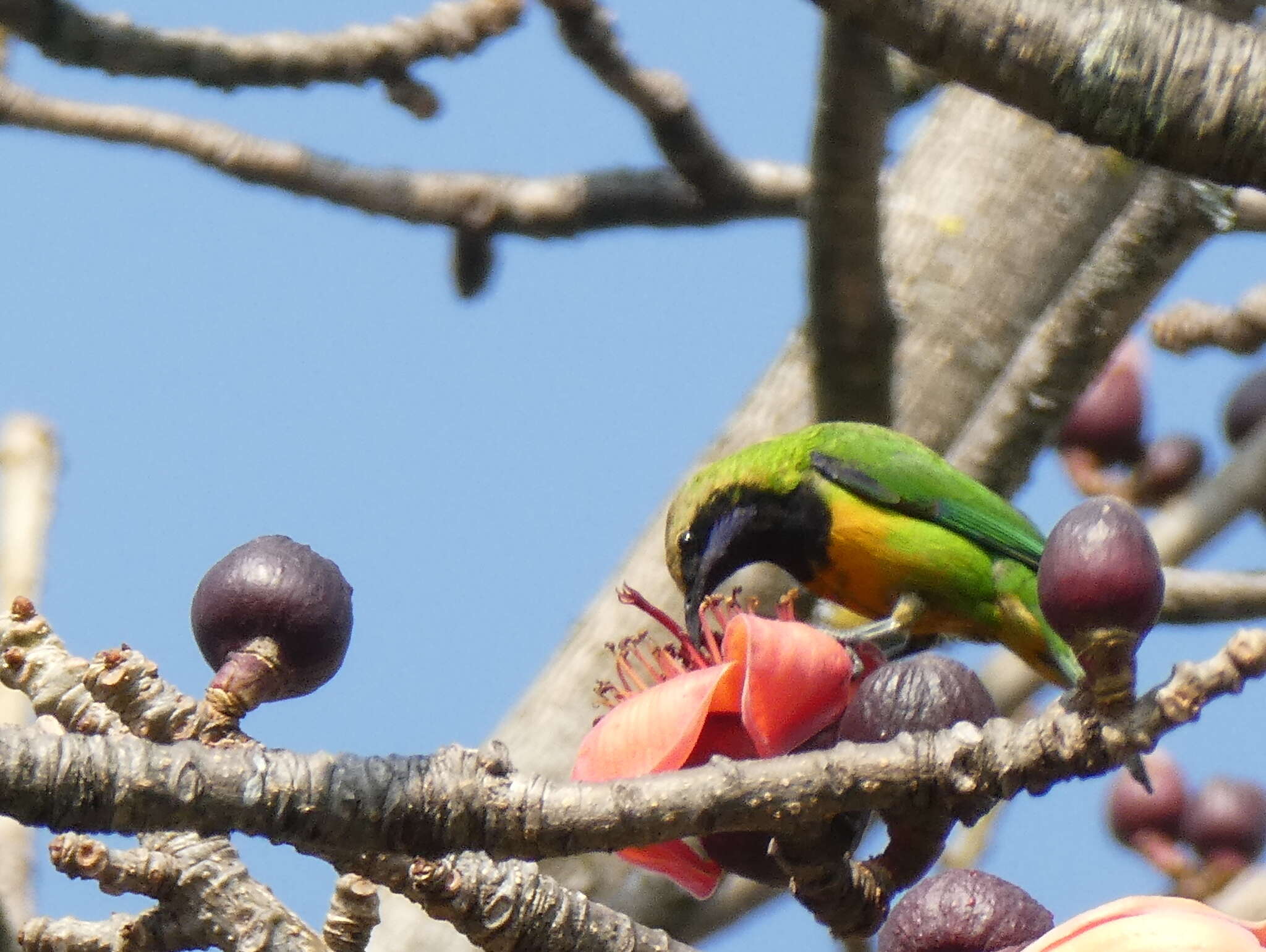 Image of Orange-bellied Leafbird