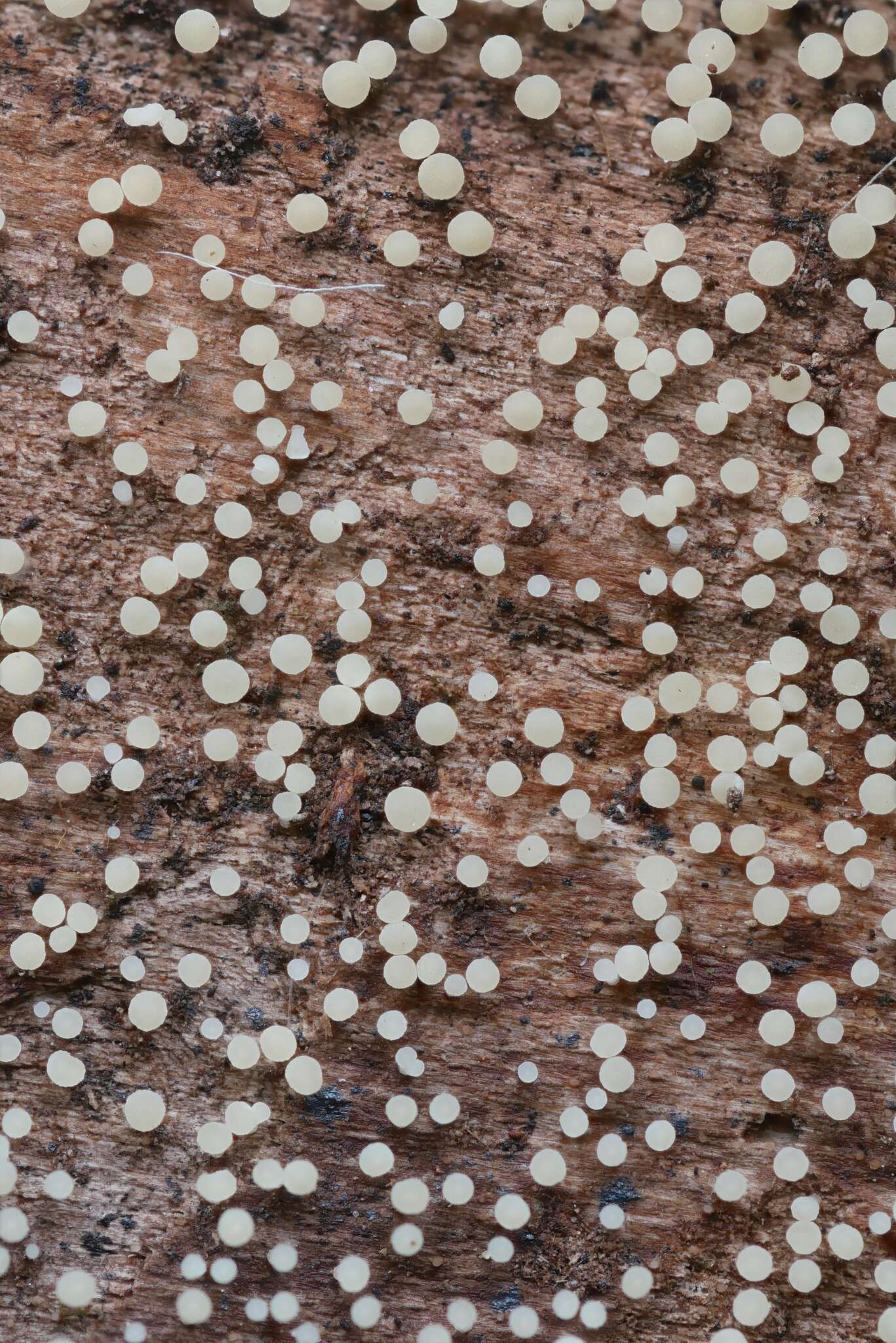 Image of Calycina lactea (Sacc.) Baral, R. Galán & Platas 2013