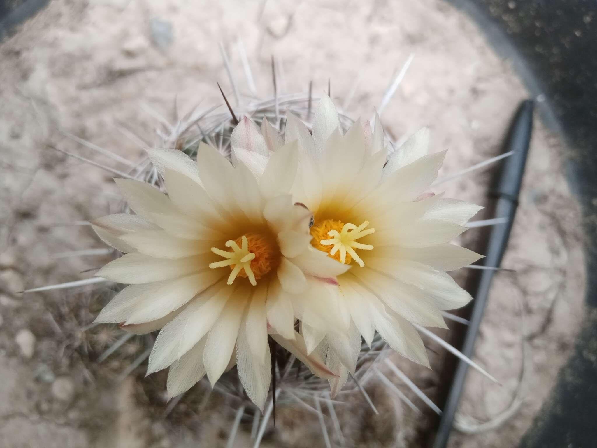 Image of Coryphantha pseudoechinus Boed.