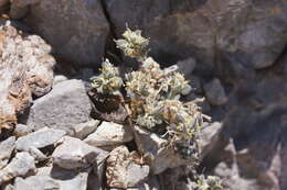 Image of Jaeger's draba