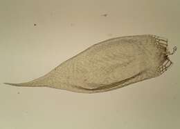 Imagem de Sematophyllum substrumulosum Britton 1902