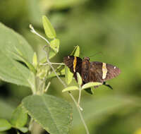 Image of Thicket Bean