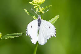 Image of Falcate Orangetip