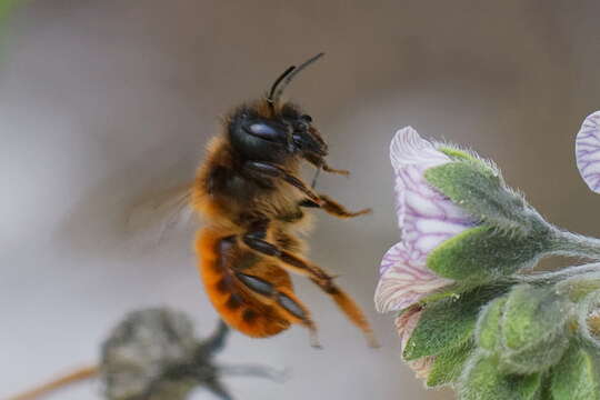 Image of Osmia tricornis Latreille 1811