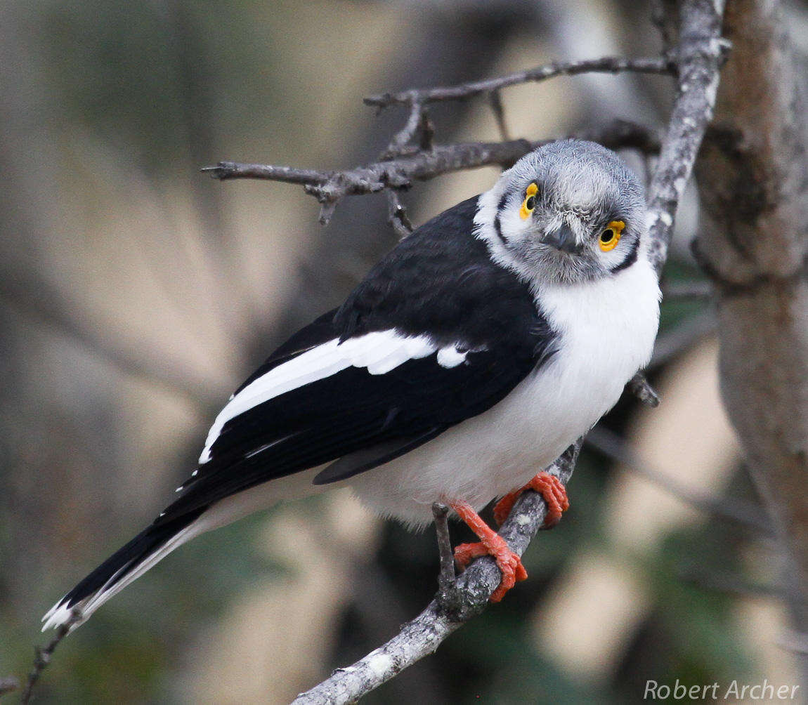 Image of White Helmet Shrike