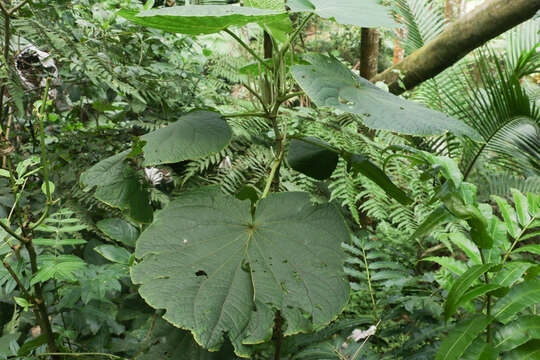 Слика од Piper umbellatum L.