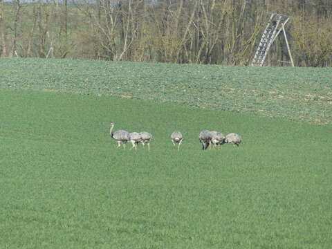 Image of Common Rhea