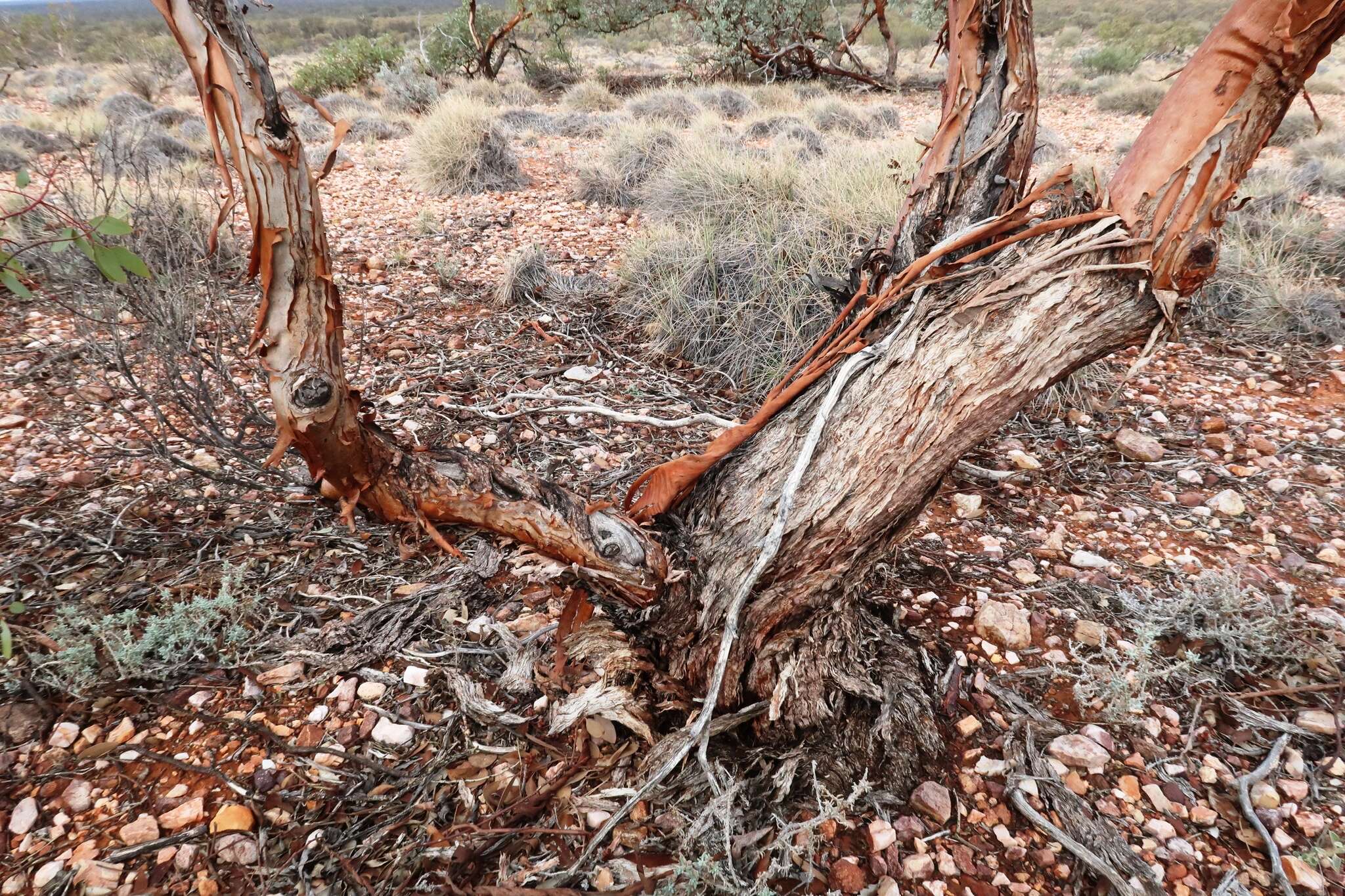 صورة Eucalyptus trivalva Blakely