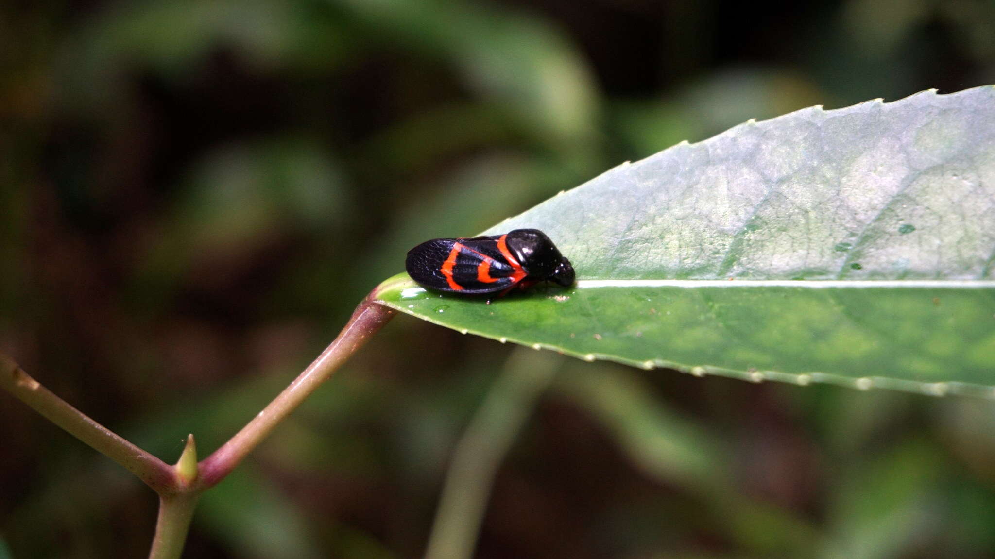 Image of Okiscarta uchidae (Matsumura 1906)