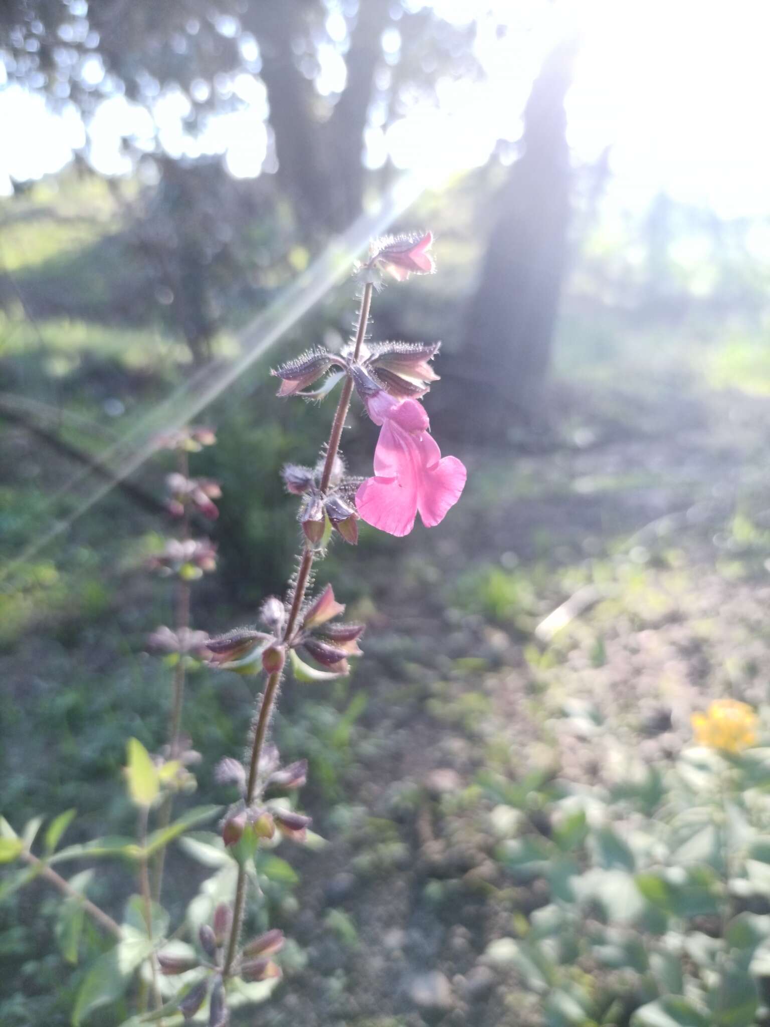 Imagem de Salvia angustiarum Epling