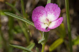 Imagem de Clarkia affinis H. & M. Lewis