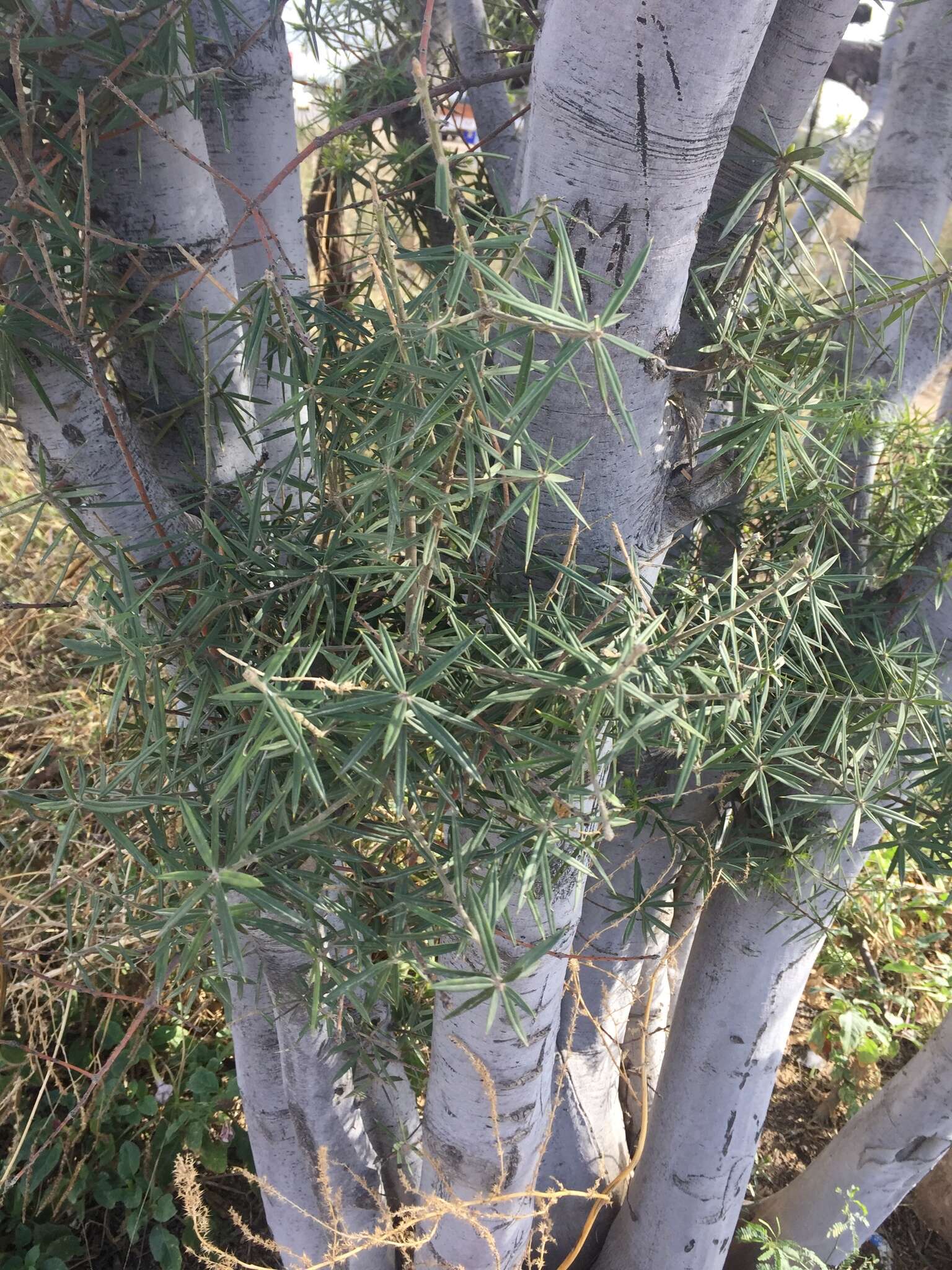 Image of Bonellia macrocarpa subsp. pungens (A. Gray) B. Ståhl & Källersjö