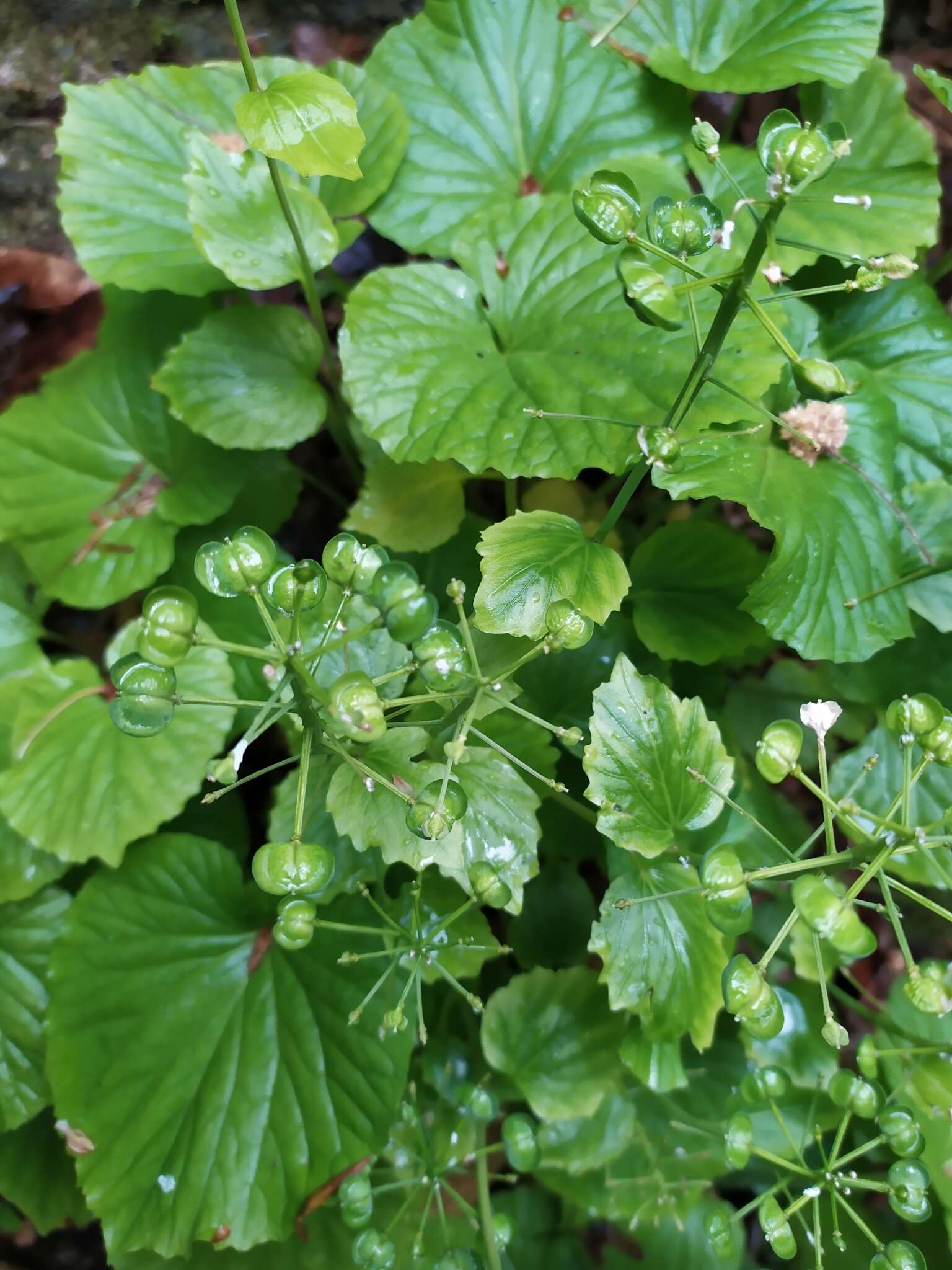 Imagem de Pachyphragma macrophyllum (Hoffm.) N. Busch