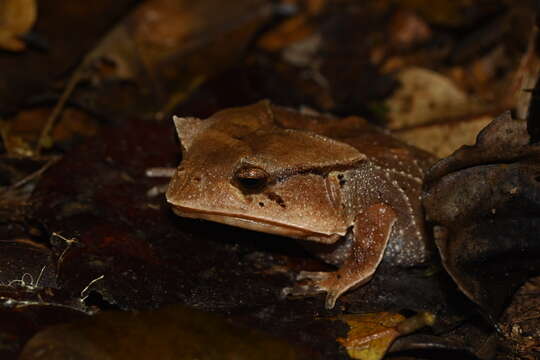 Image of Hemiphractus scutatus (Spix 1824)