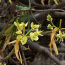 Euphorbia berthelotii Bolle ex Boiss. resmi