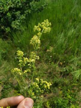 Imagem de Galium pomeranicum Retz.