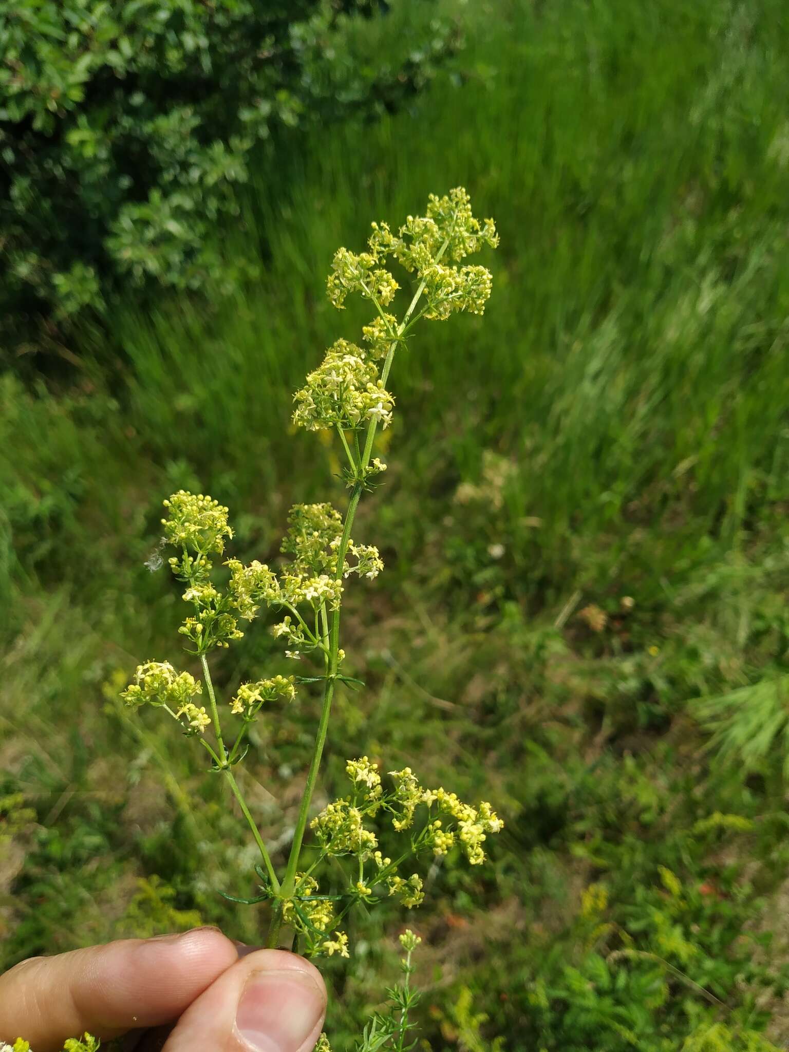 Plancia ëd Galium pomeranicum Retz.