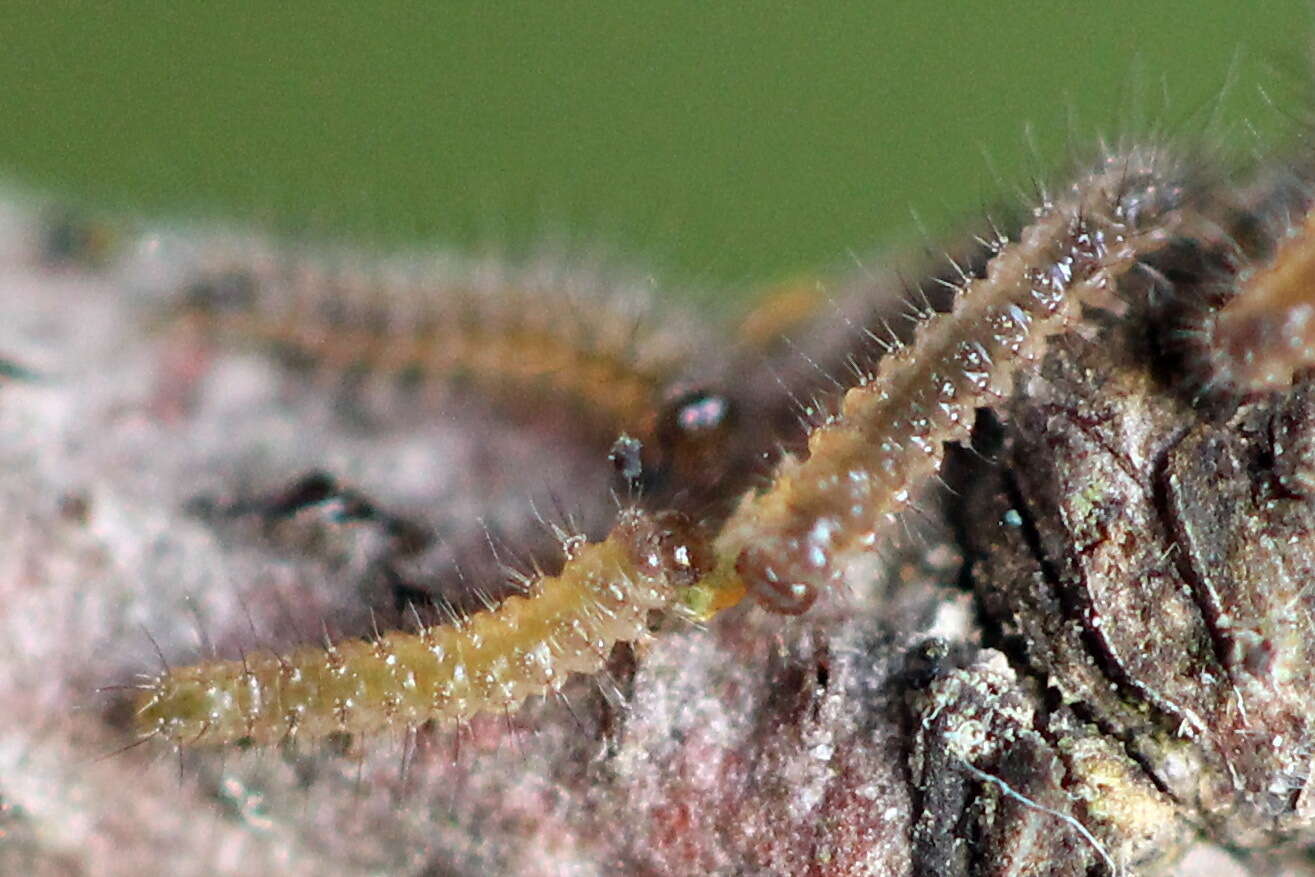 Image of small dotted footman