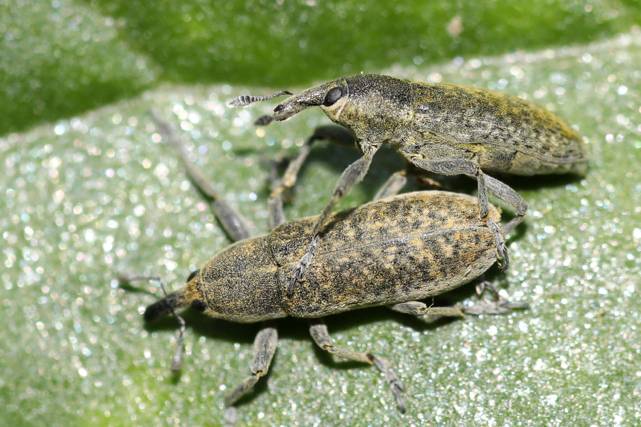 Image of Lixus rubicundus Dejean 1821