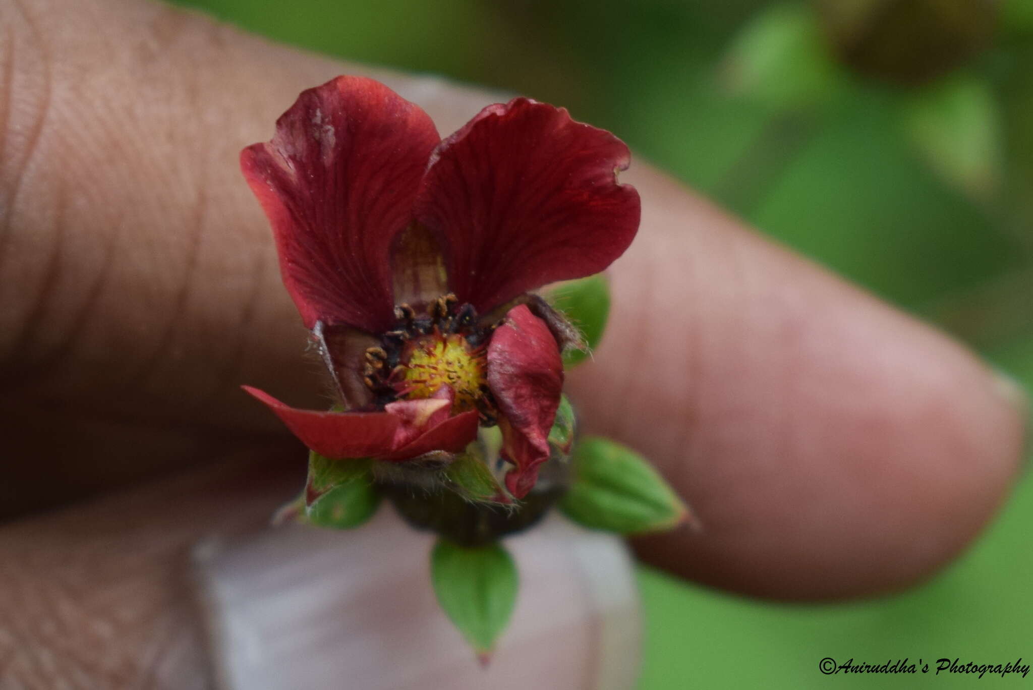 Image de Potentilla argyrophylla var. atrosanguinea (Lodd.) Hook. fil.