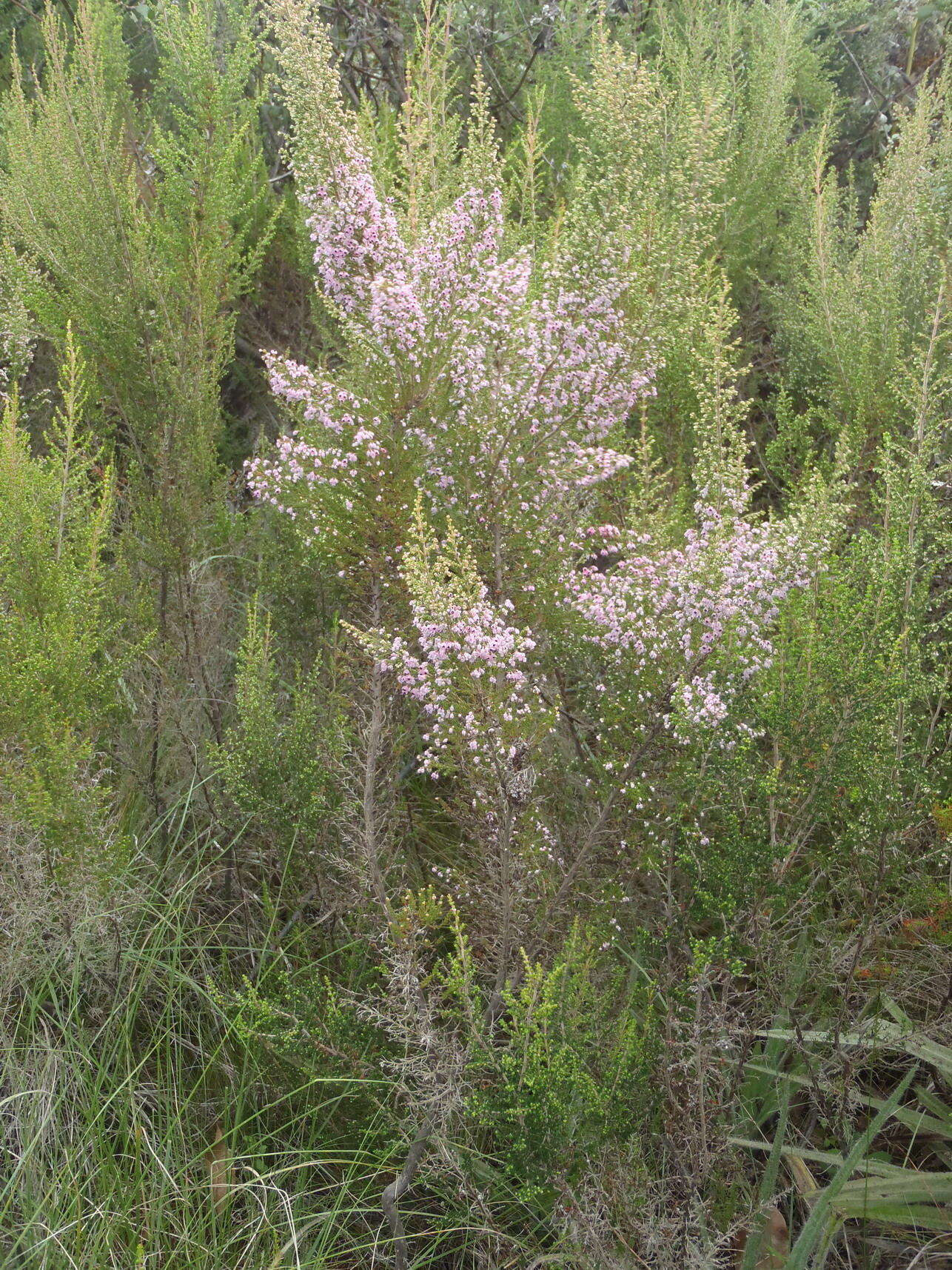 Image of hairy grey heather