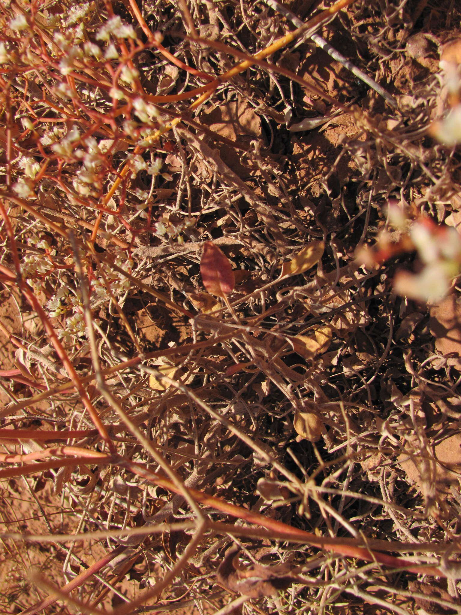 Image of Thompson's buckwheat