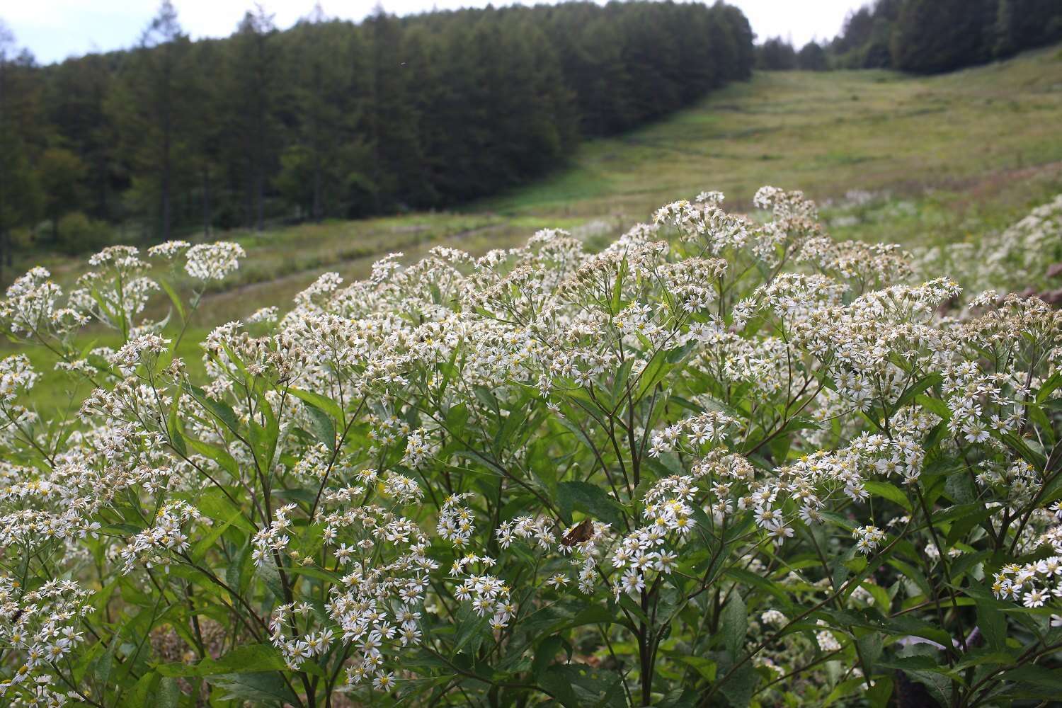 Image of Aster glehnii