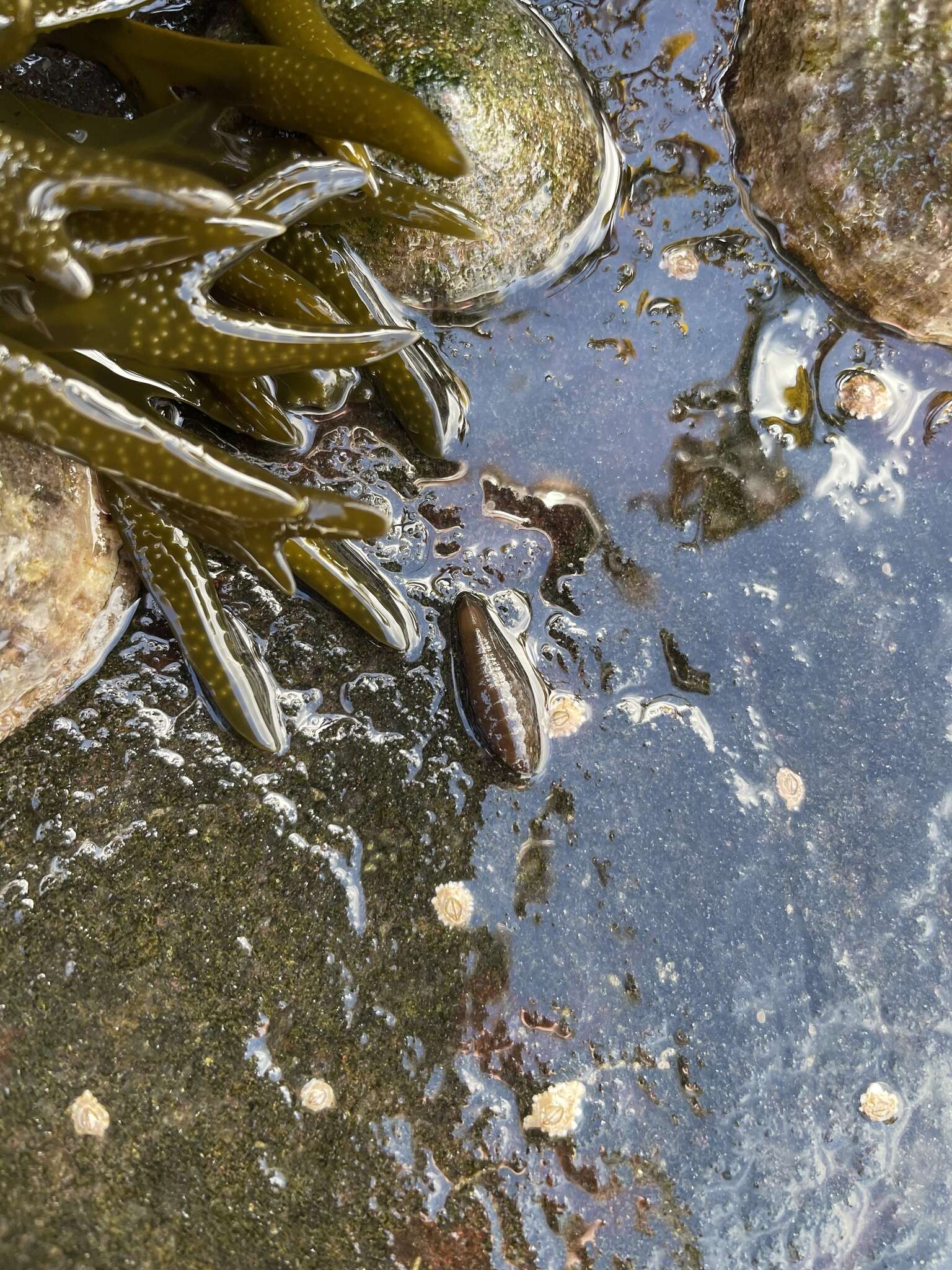 Image of granular marine isopod