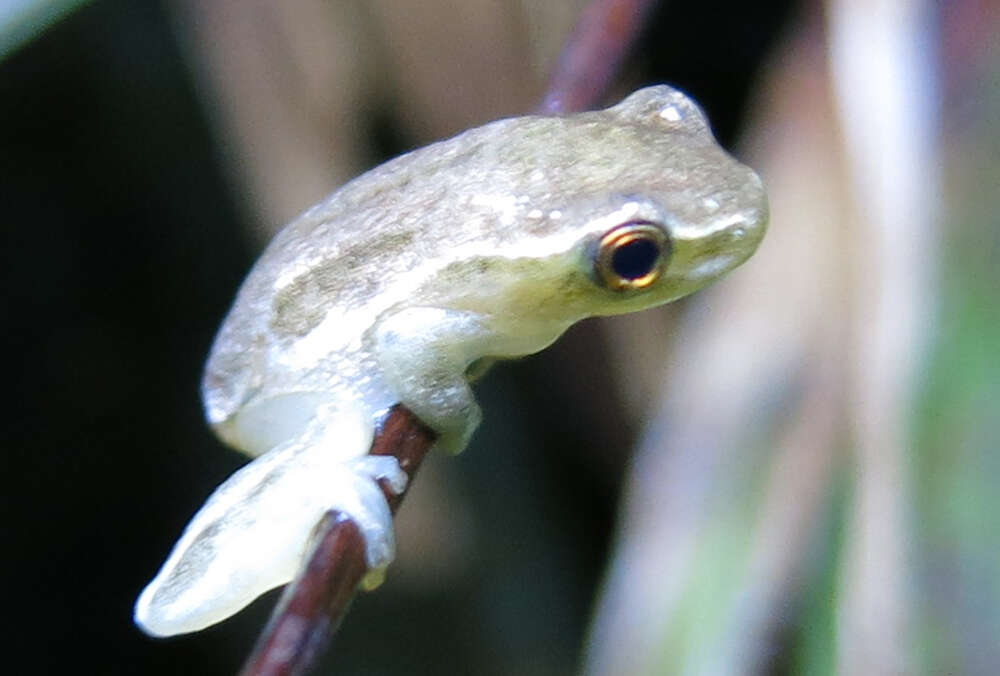 Image of Avoca Reed Frog